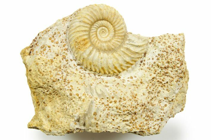 Jurassic Ammonite (Parkinsonia) Fossil - Calvados, France #367802